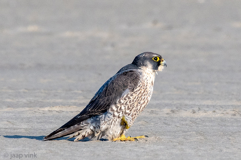 Peregrine - Slechtvalk - Falco peregrinus