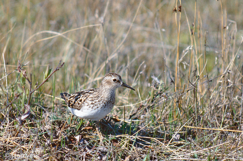 Least Sandpiper - Kleinste Strandloper - Calidris minutilla