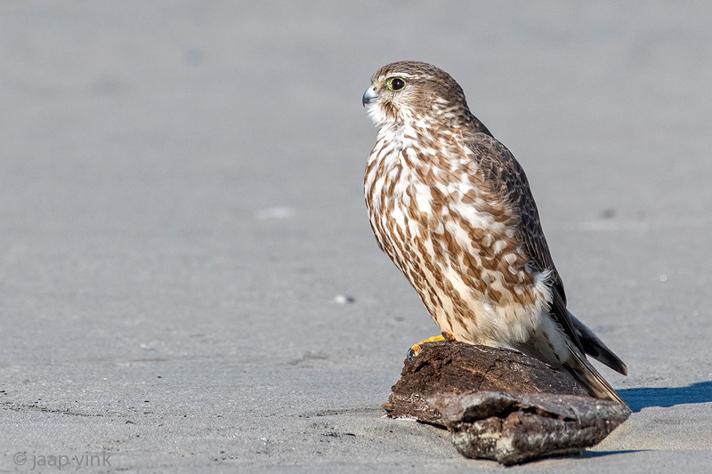 Merlin - Smelleken - Falco columbarius