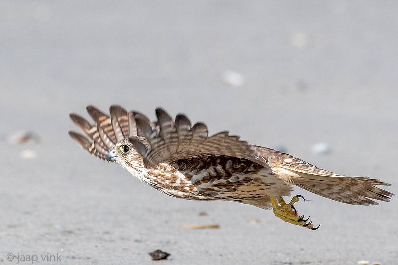 Merlin - Smelleken -  - Smelleken -  - Smelleken - Falco columbarius