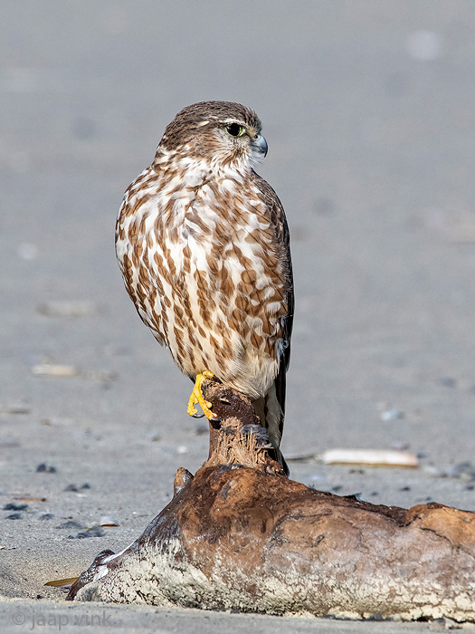 Merlin - Smelleken - lin - Smelleken -  - Smelleken -  - Smelleken - Falco columbarius