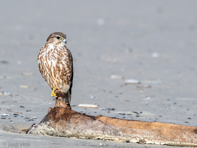 Merlin - Smelleken - Falco columbarius