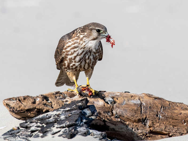 Merlin - Smelleken - Falco columbarius