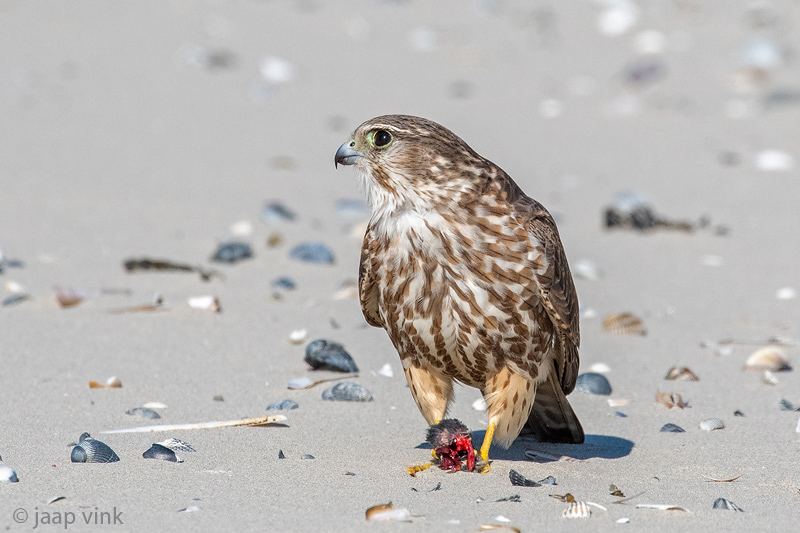 Merlin - Smelleken - Falco columbarius