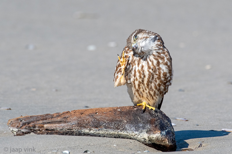 Merlin - Smelleken - Falco columbarius