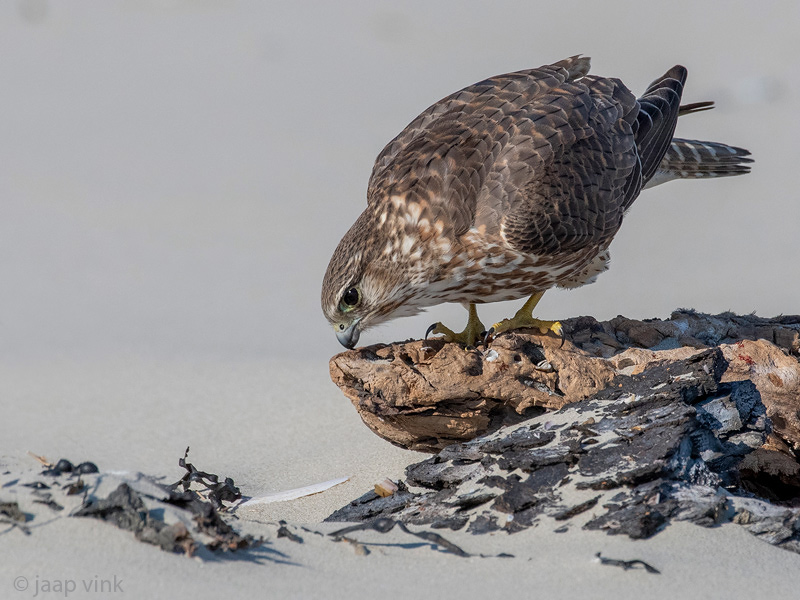 Merlin - Smelleken - Falco columbarius