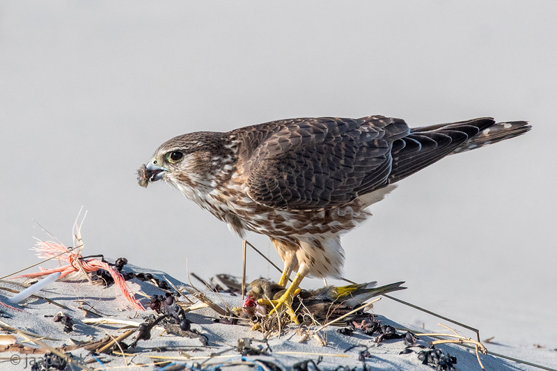 Merlin - Smelleken - Falco columbarius