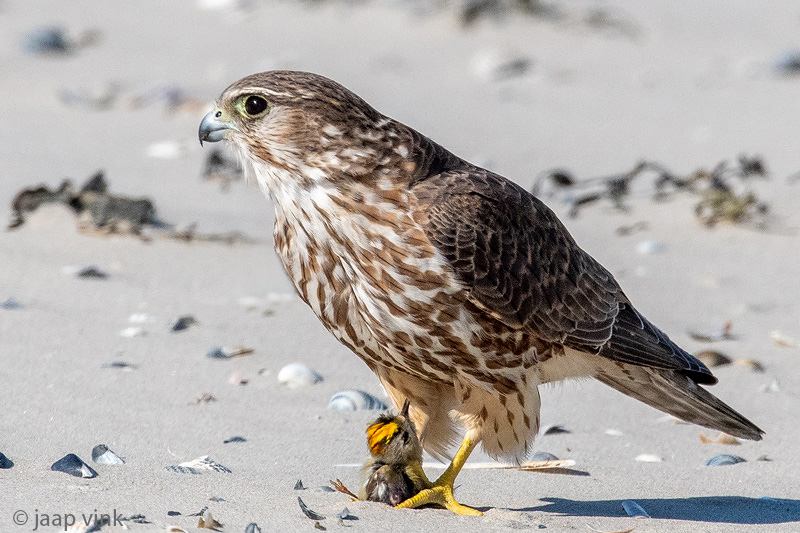 Merlin - Smelleken - Falco columbarius