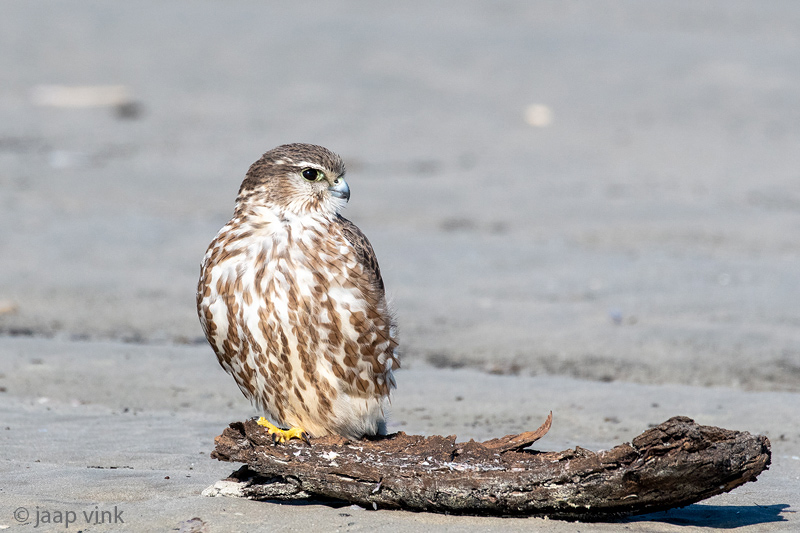 Merlin - Smelleken - Falco columbarius