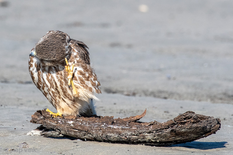 Merlin - Smelleken - Falco columbarius