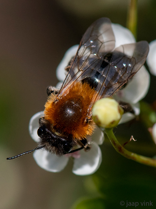 Andrena nitida - Viltvlekzandbij