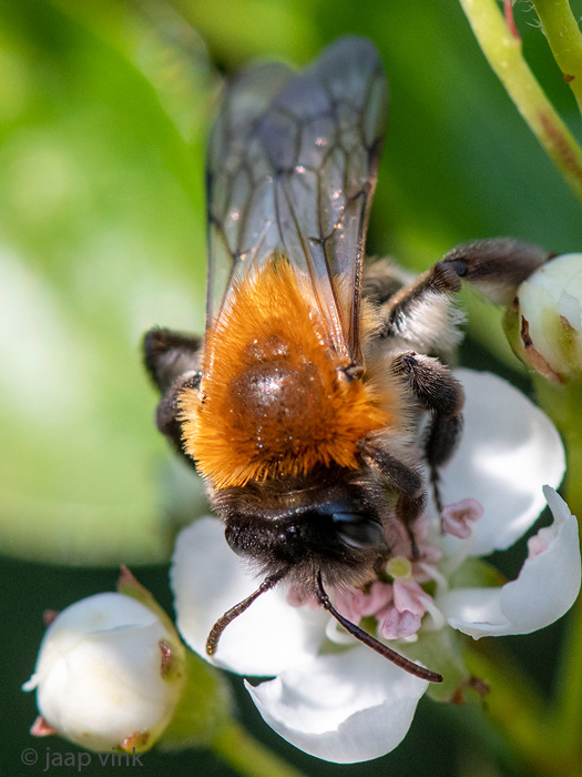 Andrena nitida - Viltvlekzandbij 