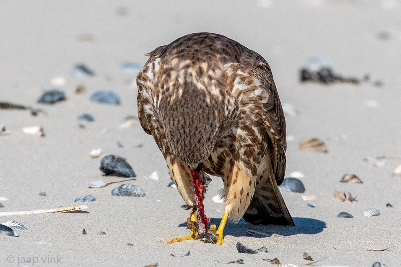 Merlin - Smelleken - Falco columbarius