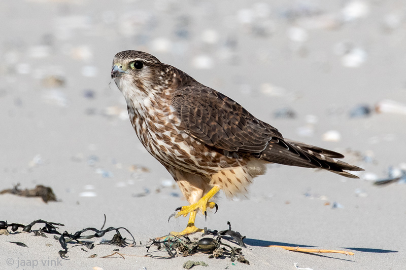 Merlin - Smelleken - Falco columbarius