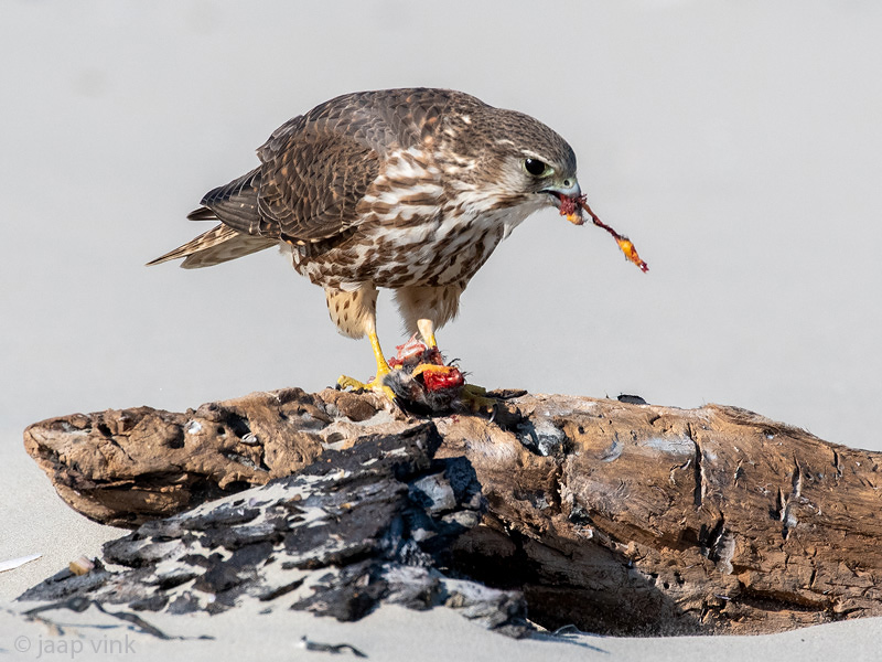Merlin - Smelleken - Falco columbarius