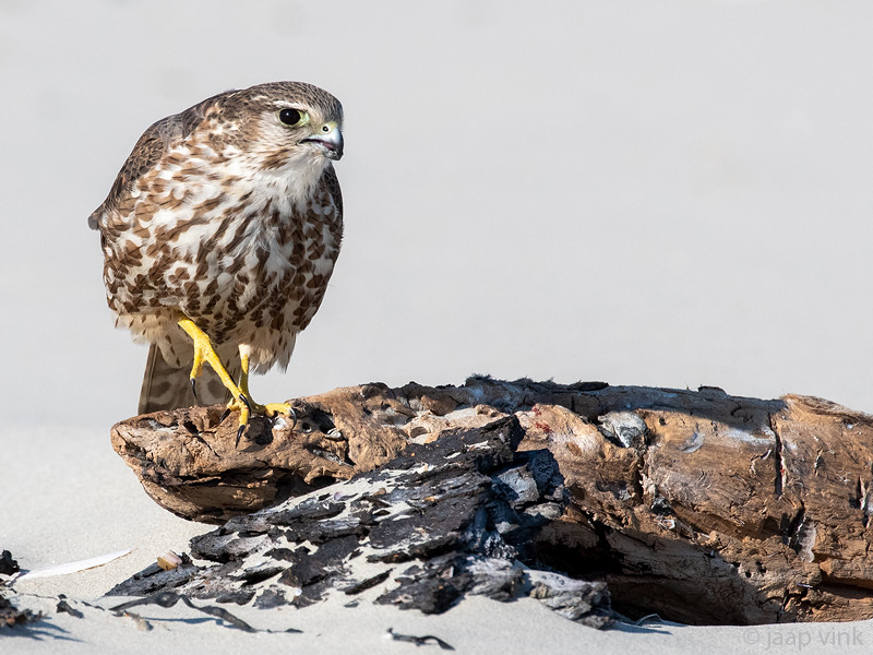 Merlin - Smelleken - Falco columbarius