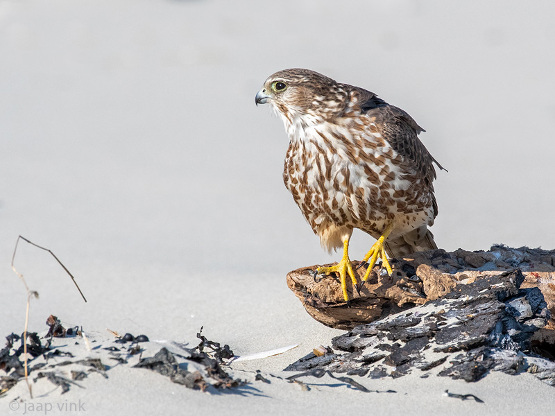Merlin - Smelleken - Falco columbarius