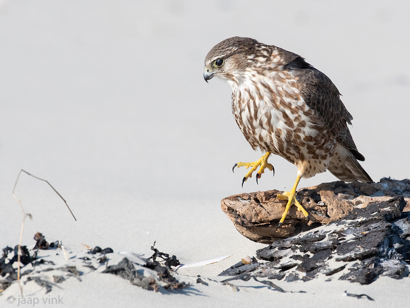 Merlin - Smelleken - Falco columbarius