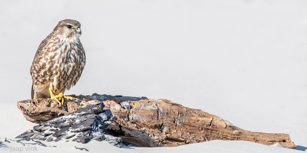 Merlin - Smelleken - Falco columbarius