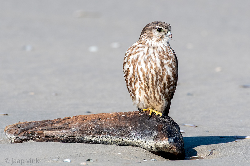 Merlin - Smelleken - Falco columbarius