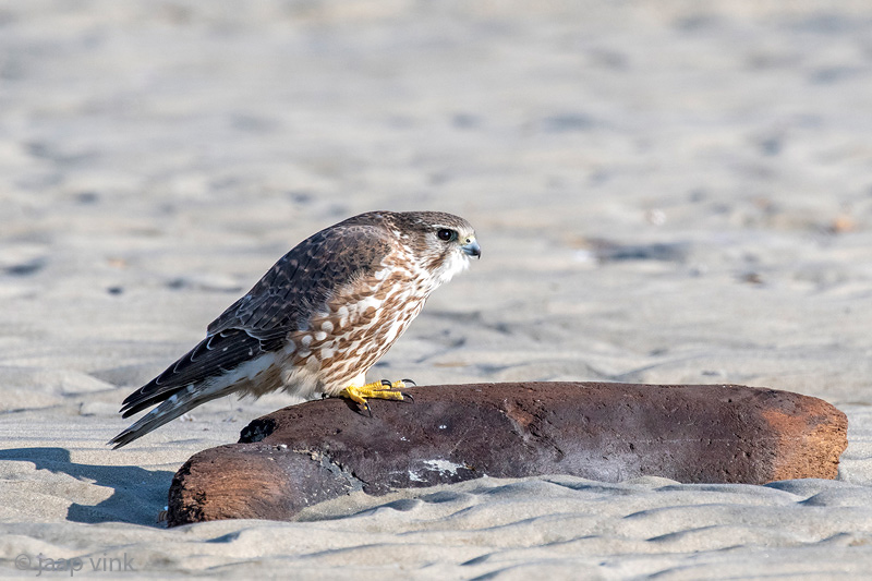 Merlin - Smelleken - Falco columbarius