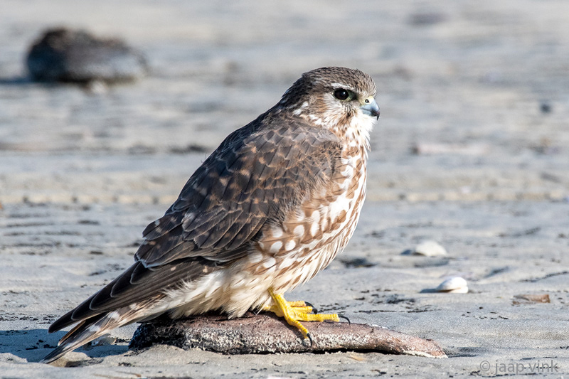 Merlin - Smelleken - Falco columbarius
