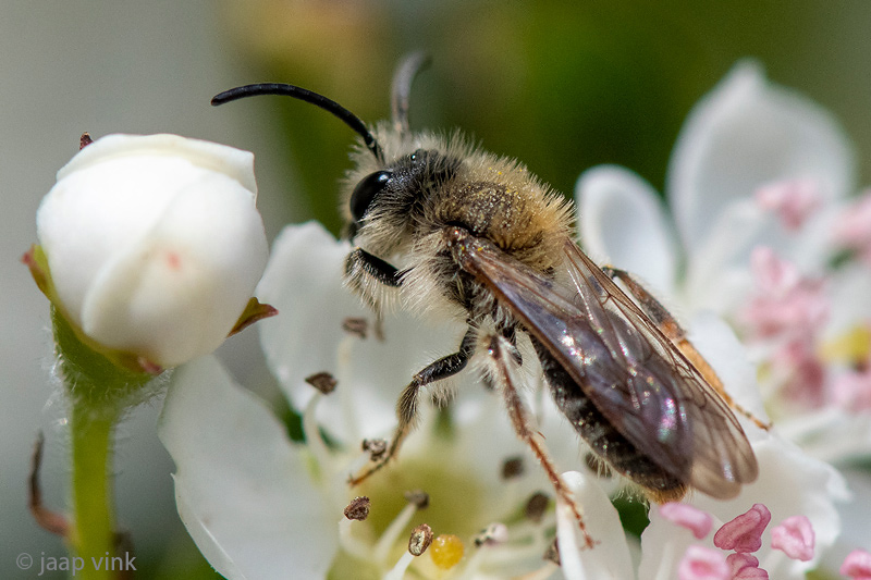 Andrena haemorrhoa - Roodgatje