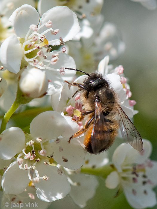 Red Mason Bee - Rosse Metselbij - Osmia bicornis