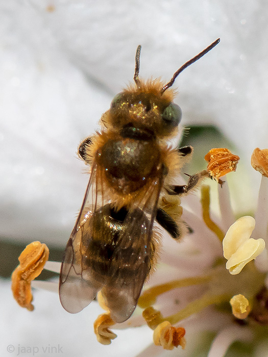 Blue Mason Bee - Blauwe Metselbij - Osmia caerulescens