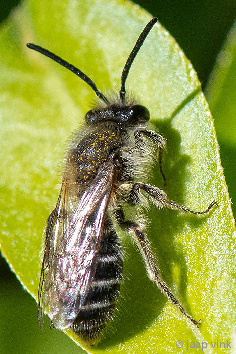 Long-lipped Andrena - Witbaardzandbij - Andrena barbilabris