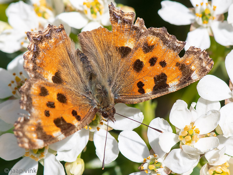 Large Tortoiseshell - Grote Vos - Nymphalis polychloros