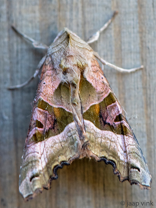 Angel shades - Agaatvlinder - Phlogophora meticulosa