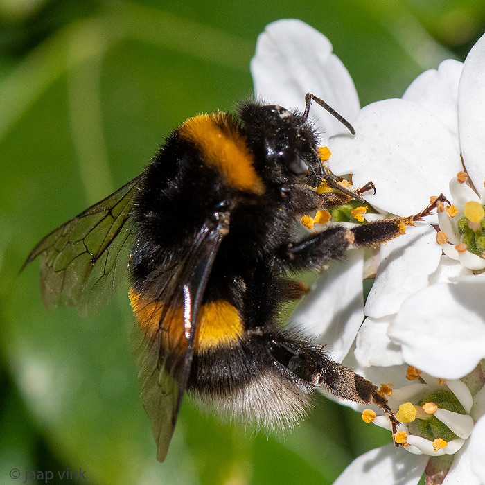 Buff-tailed Bumblebee - Aardhommel - Bombus terrestris