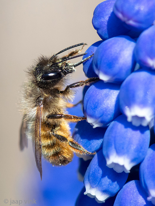 Red Mason Bee - Rosse Metselbij - Osmia bicornis