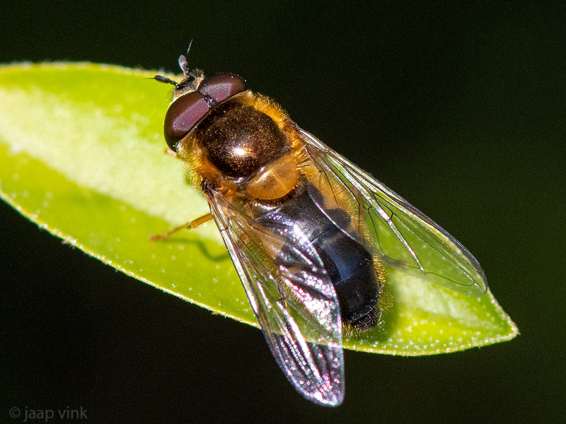 Syrphidae - Enkele-bandzweefvlieg - Epistrophe eligans