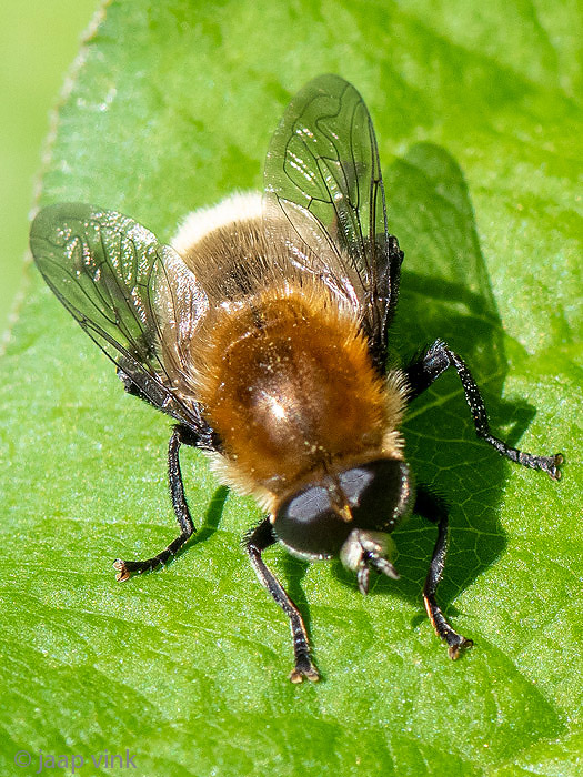 Narcissus Bulb Fly - Grote Narcisvlieg - Merodon equestris