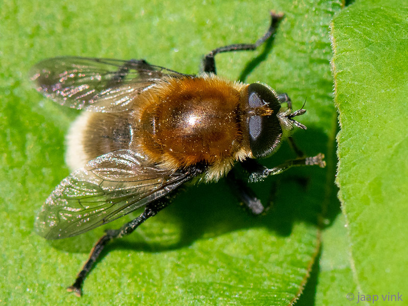 Narcissus Bulb Fly - Grote Narcisvlieg - Merodon equestris