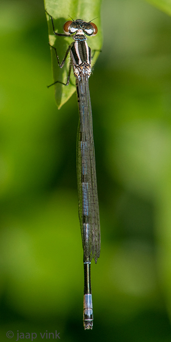 Azure Damselfly - Azuurwaterjuffer - Coenagrion puella