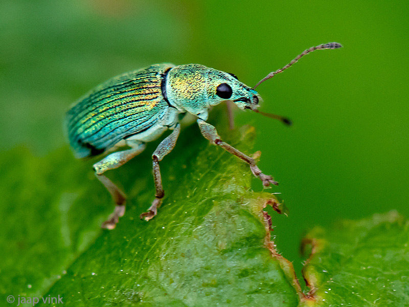 Curculionidae - Groene Struiksnuitkever - Polydrusus sericeus