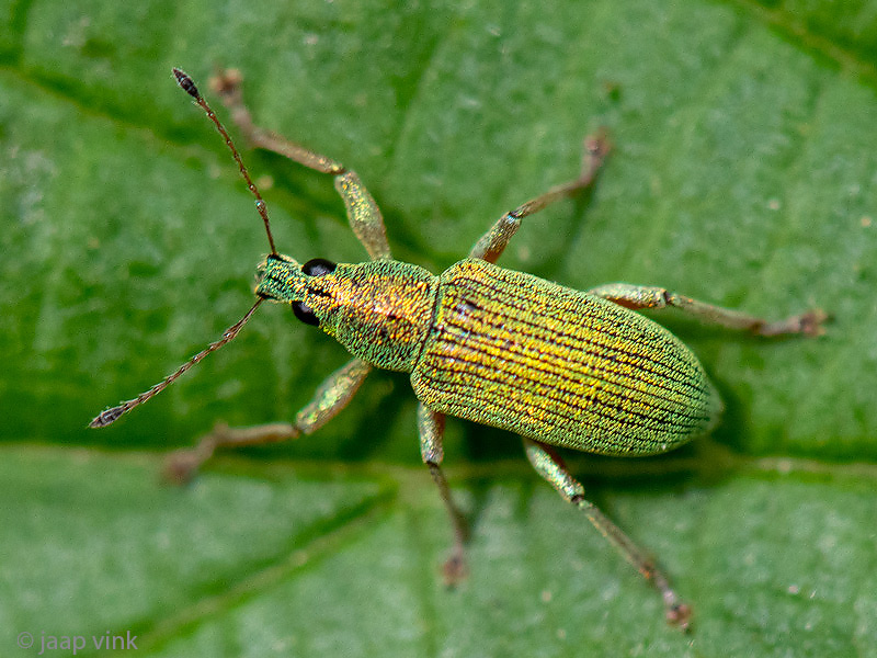 Curculionidae - Groene Struiksnuitkever - Polydrusus sericeus