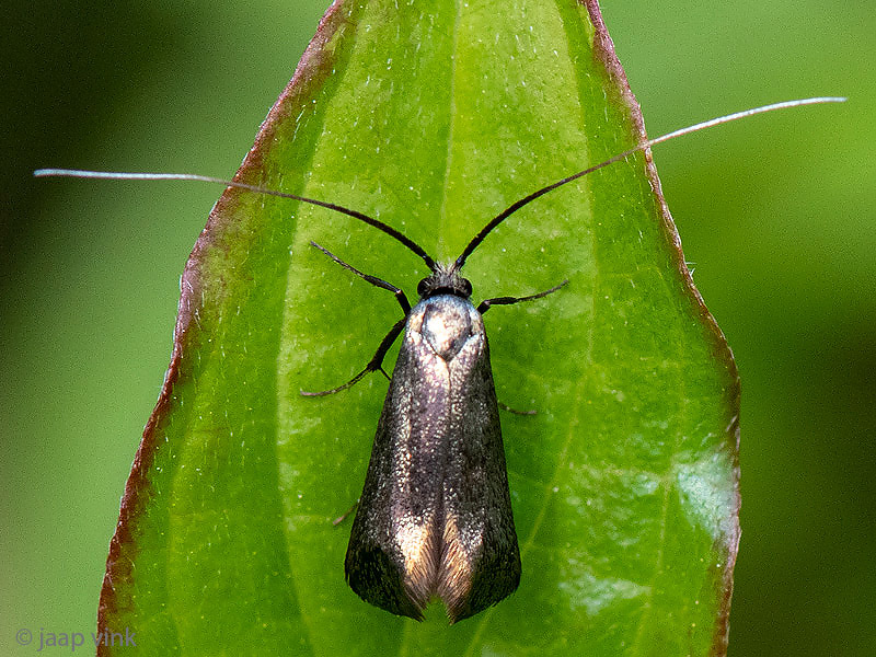 Green Longhorn - Smaragdlangsprietmot - Adela reaumurella