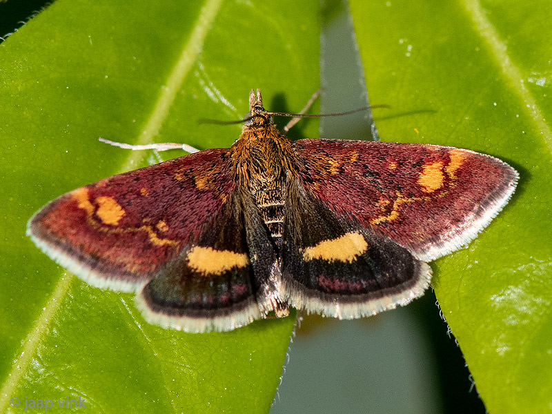 Mint Moth - Muntvlindertje - Pyrausta aurata