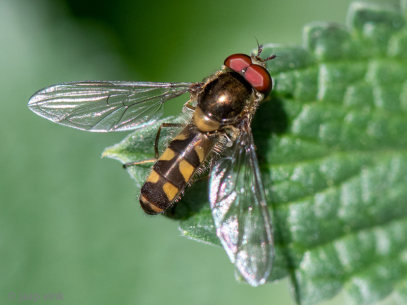 Syrphidae - Variabel Elfje - Meliscaeva auricollis