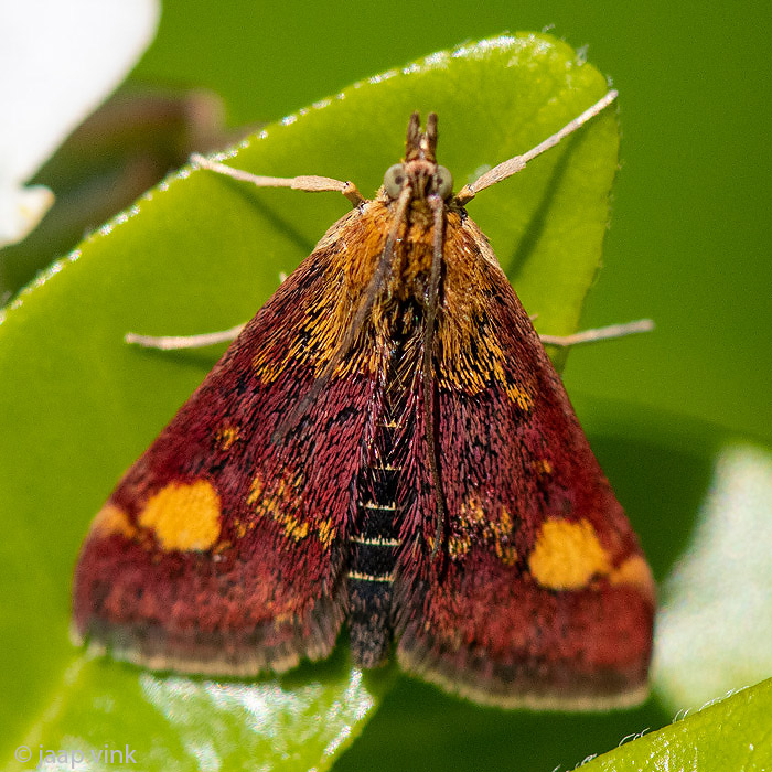 Mint Moth - Muntvlindertje - Pyrausta aurata