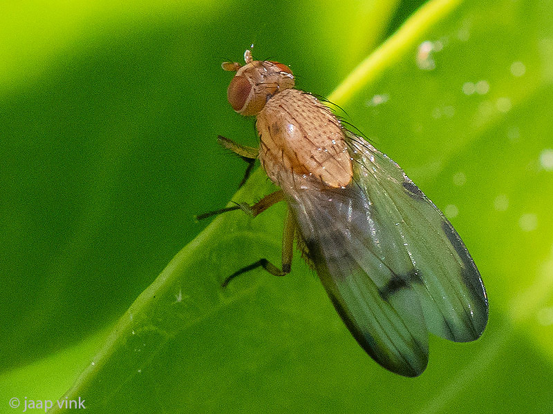 Lauxaniidae - Minettia inusta