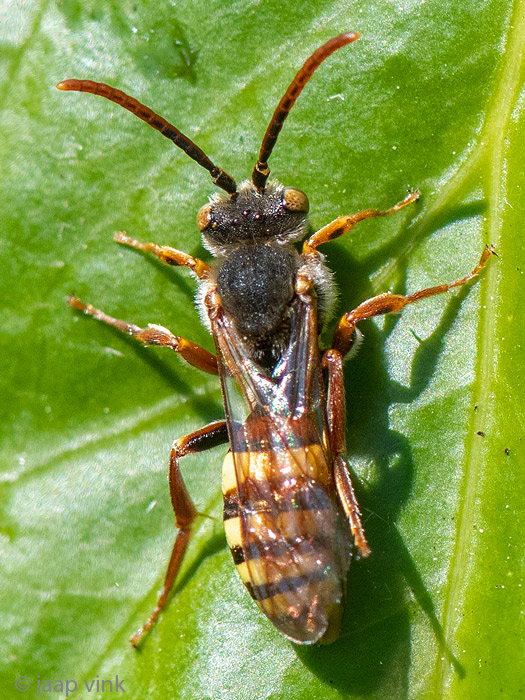 Nomadinae - Gewone Wespbij - Nomada flava