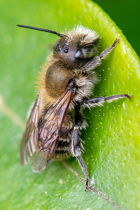 Blue Mason Bee - Blauwe Metselbij - Osmia caerulescens