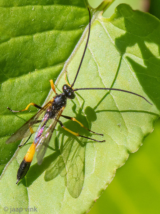 Ichneumonidae - Sluipwesp - Dusona spec