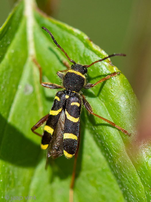 Wasp beetle - Kleine Wespenboktor - Clytus arietis