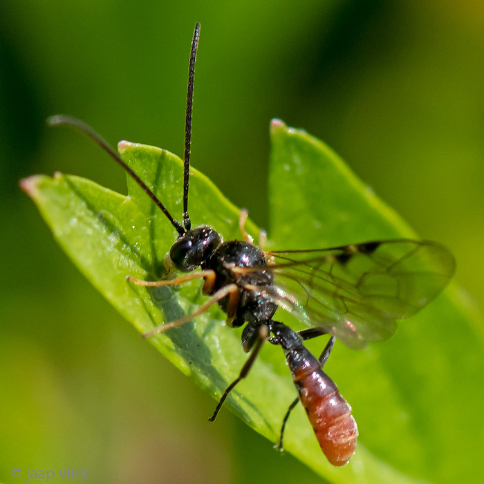 Tryphoninae - Sluipwesp - Tryphoninae indet.